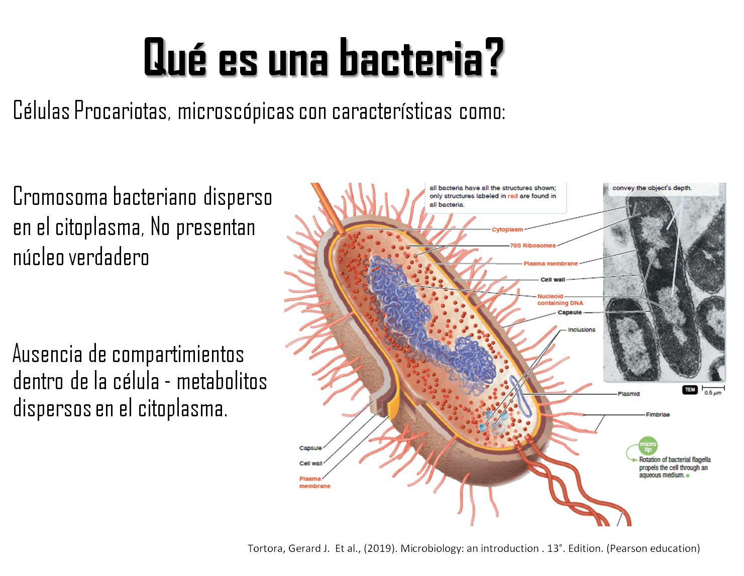 Qué es una bacteria?